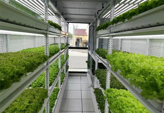 "Vegetable Basket Project" in Containers - Solving the Difficult Problem of Vegetable Supply in Harsh Environments for Military Units