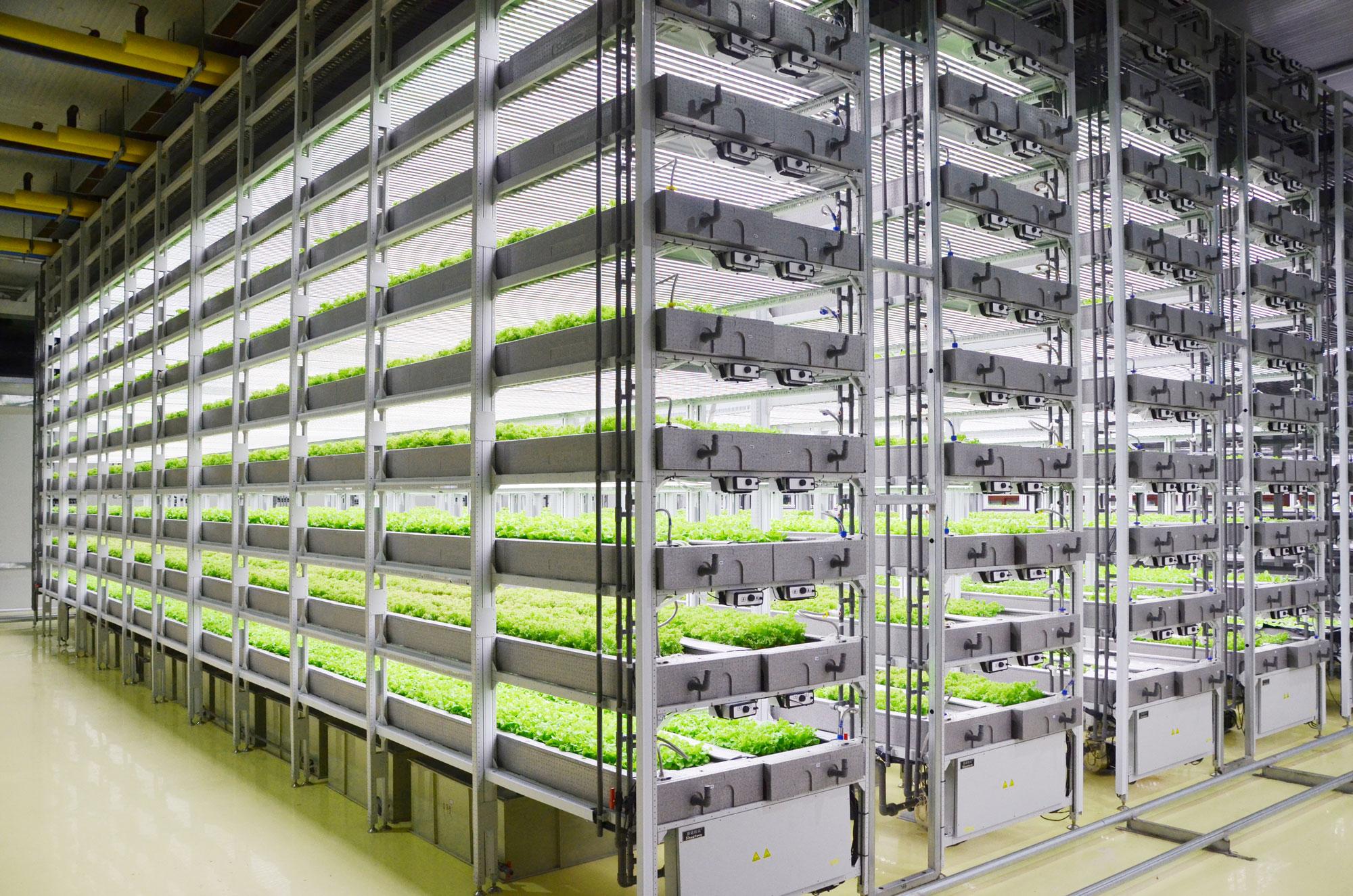PF Customized Plant/Vegetable Factory