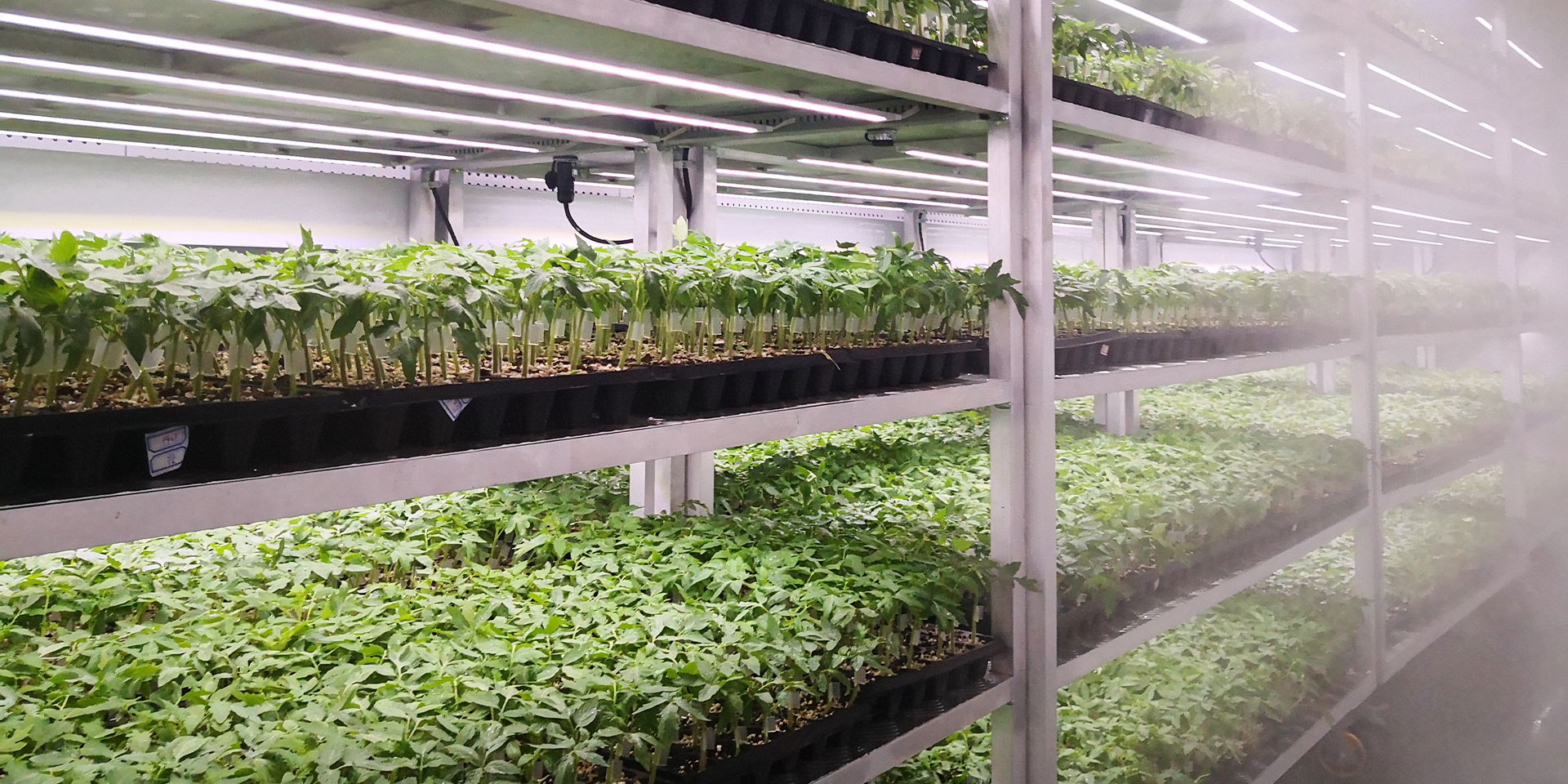 GH Intelligent Grafting Healing Room