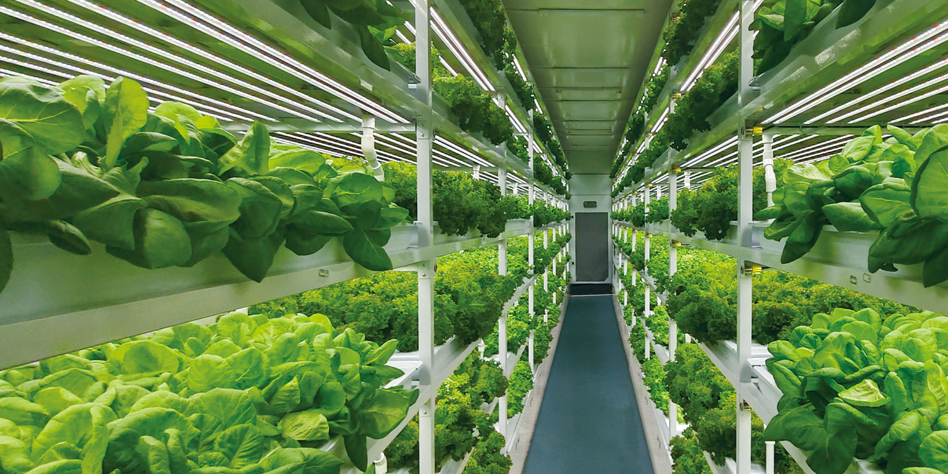 F Container Plant Factory