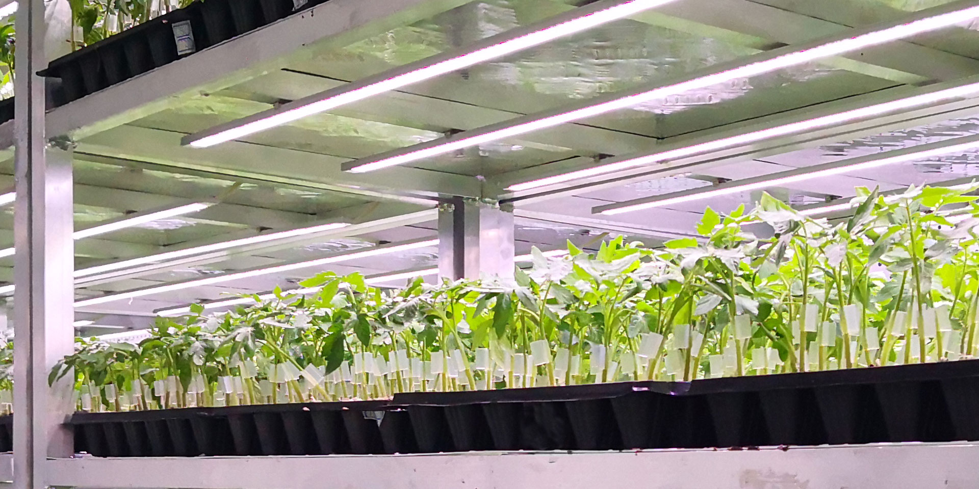 Seedling Breeding Seedling Breeding