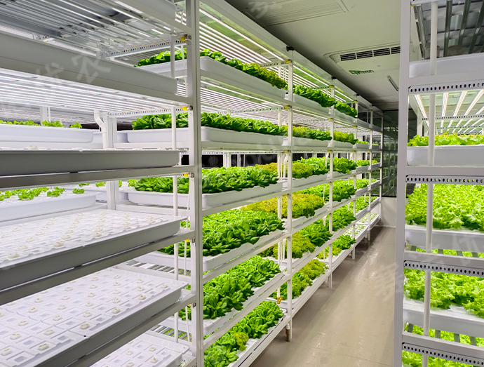 Wenzhou Island 
Customized Plant Factory