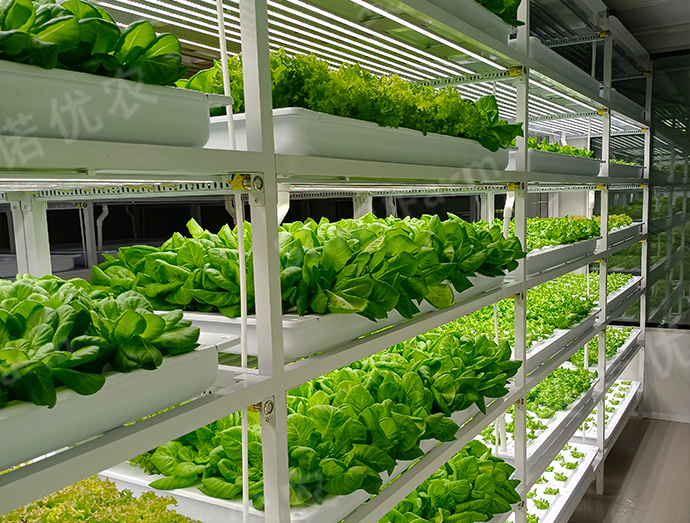 Wenzhou Island 
Customized Plant Factory