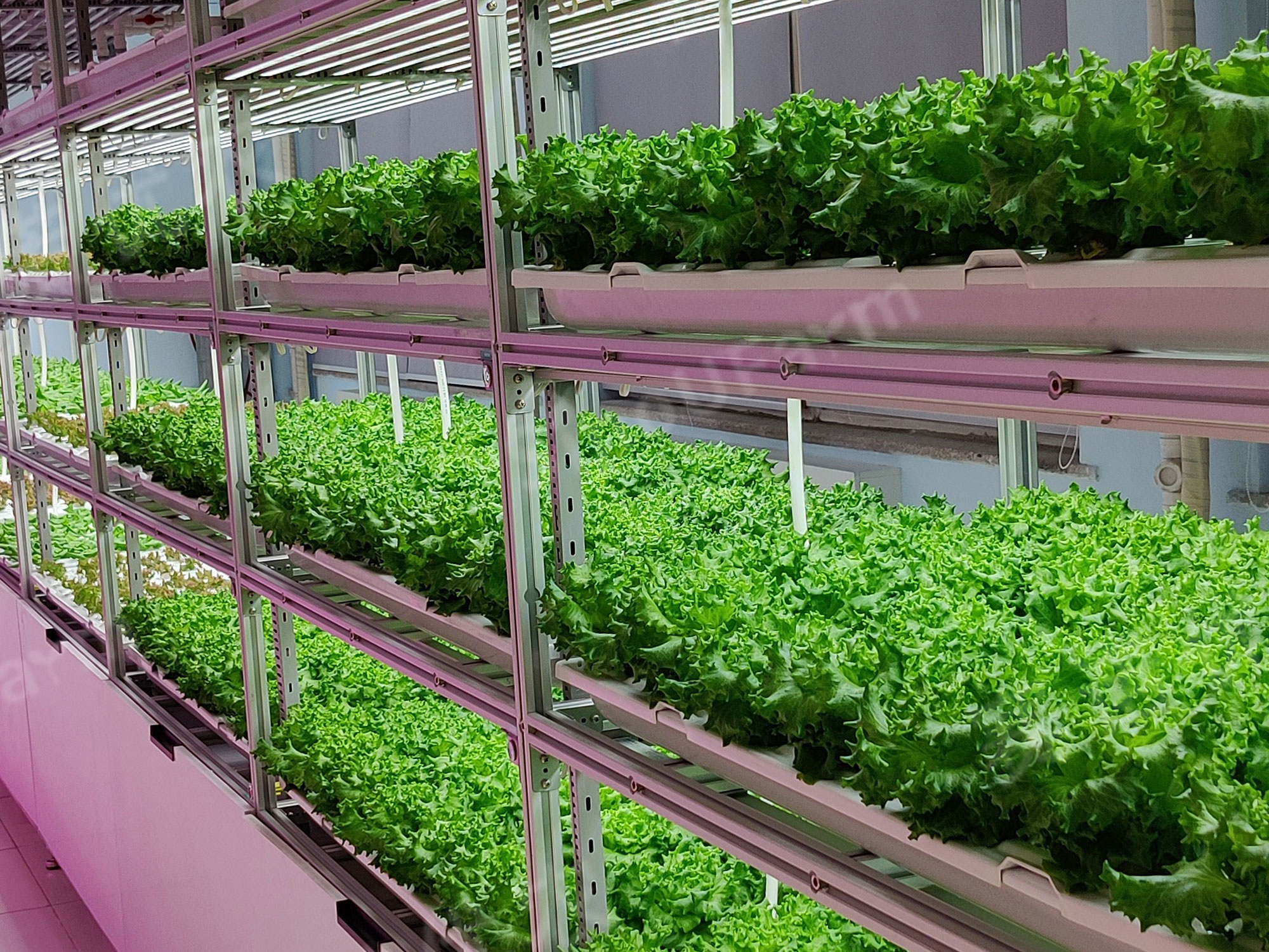 Ningxia Agricultural School 
Wholly Artificial Environment Plant Factory