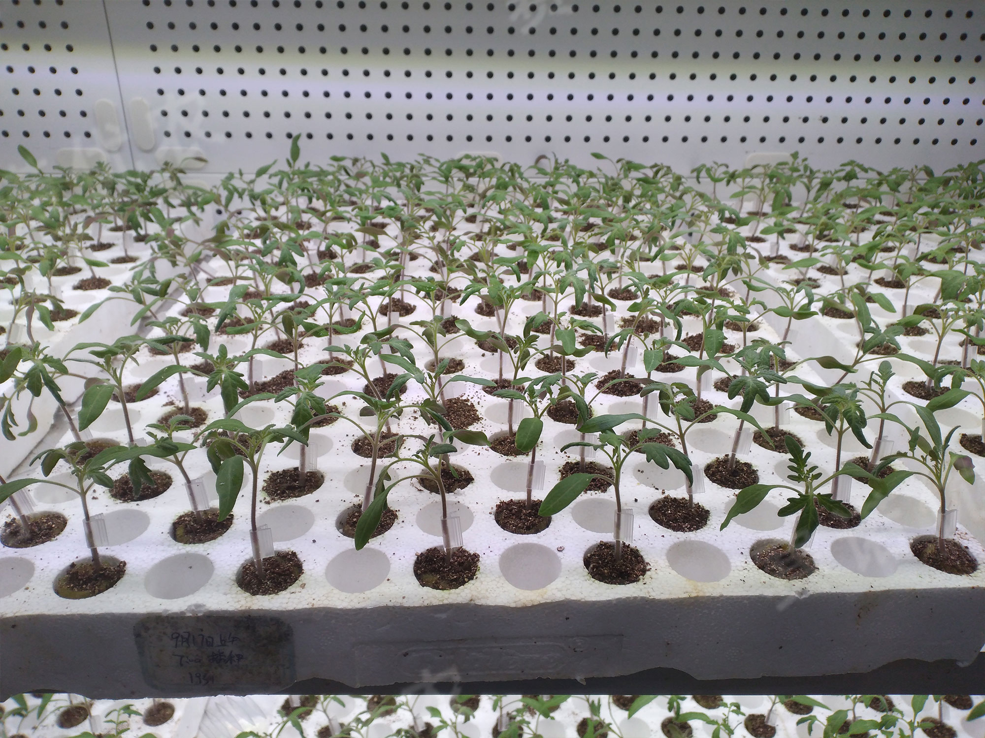 Triumph Haofeng
Germination Chamber/Grafting Healing Chamber
