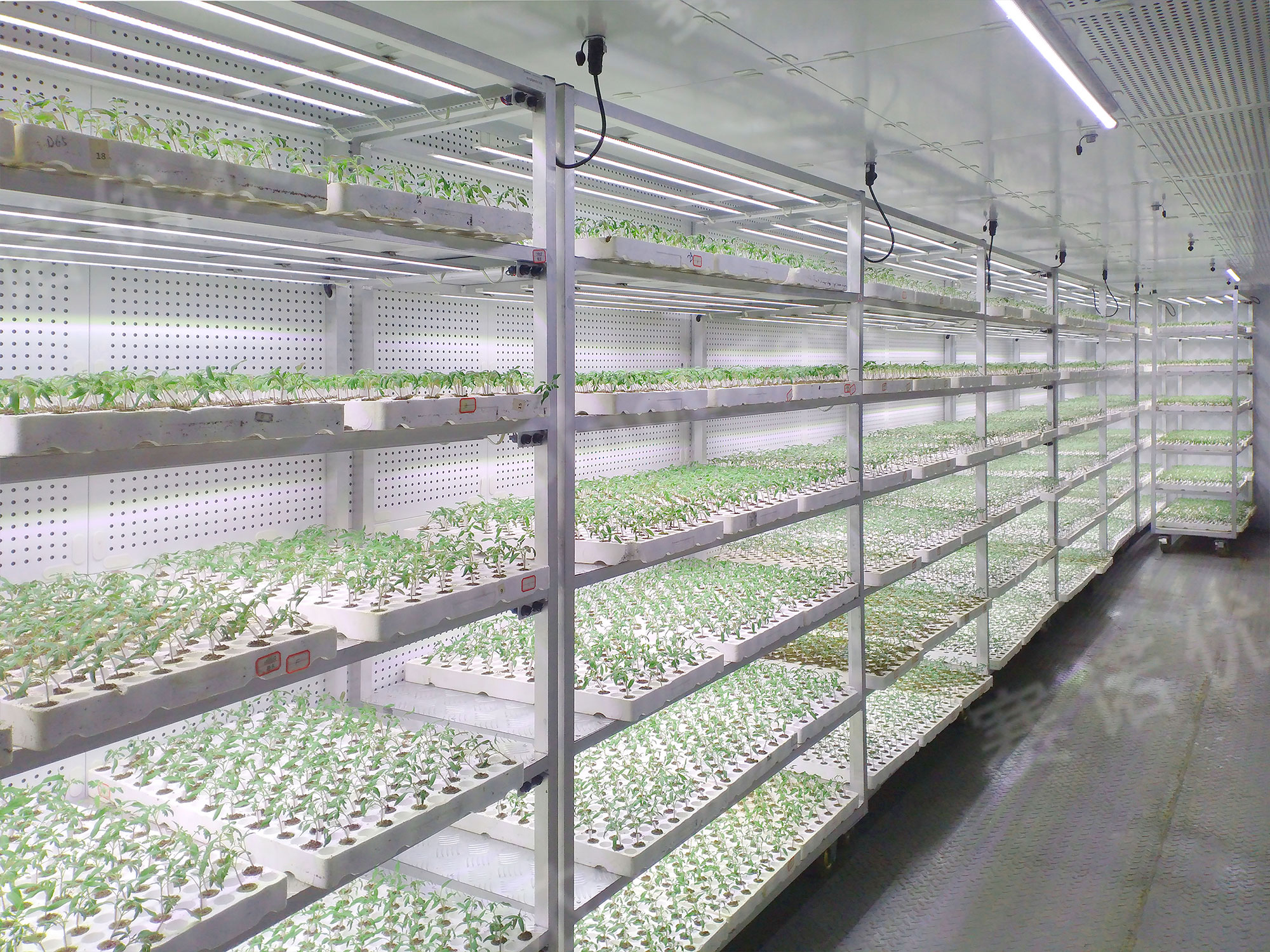 Triumph Haofeng
Germination Chamber/Grafting Healing Chamber