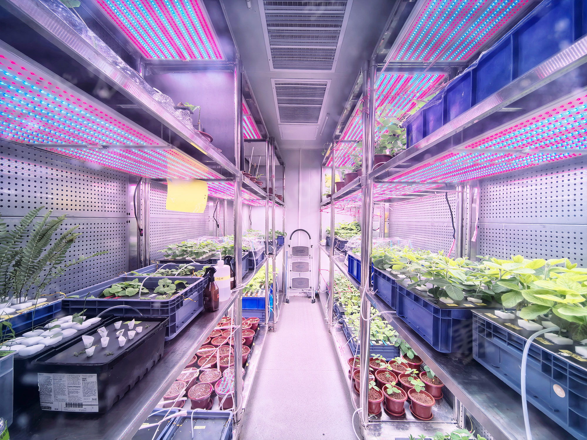 Fujian Agriculture and Forestry University Artificial Climate Chamber
