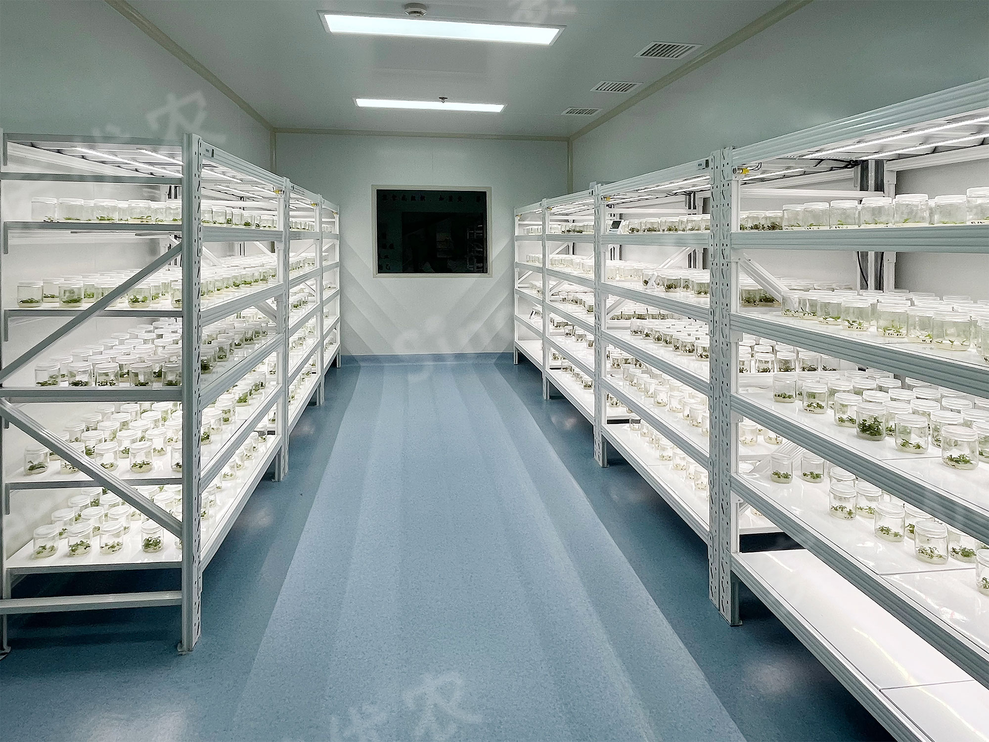Agricultural Development Group of XinJiang
Tissue Culture Plant Factory