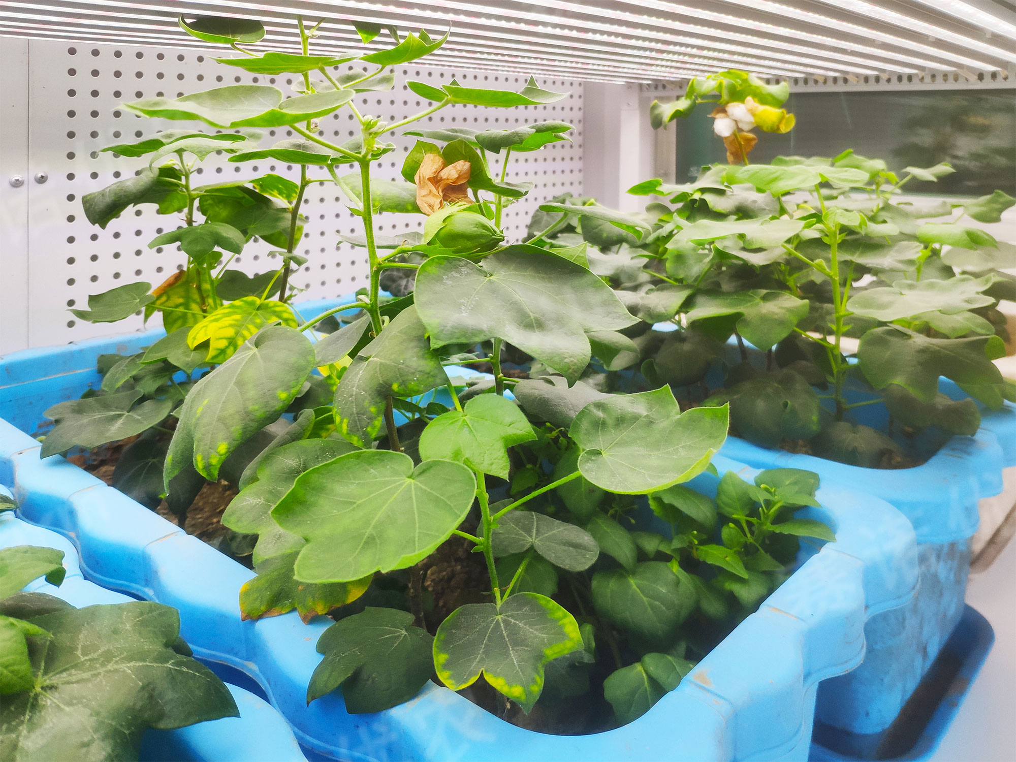 Woda Agri-Science  Artificial Climate Chamber